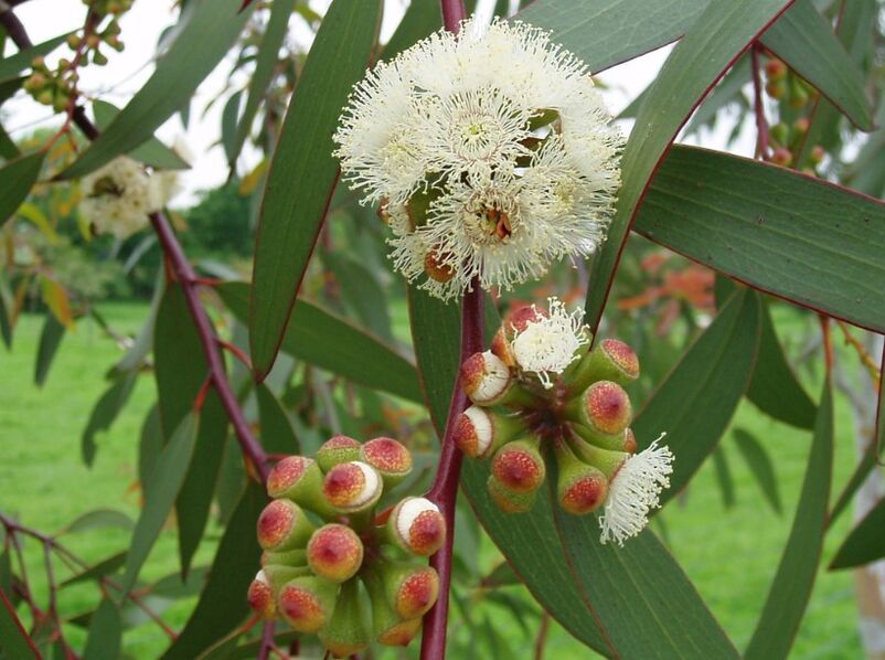 Eucalyptus